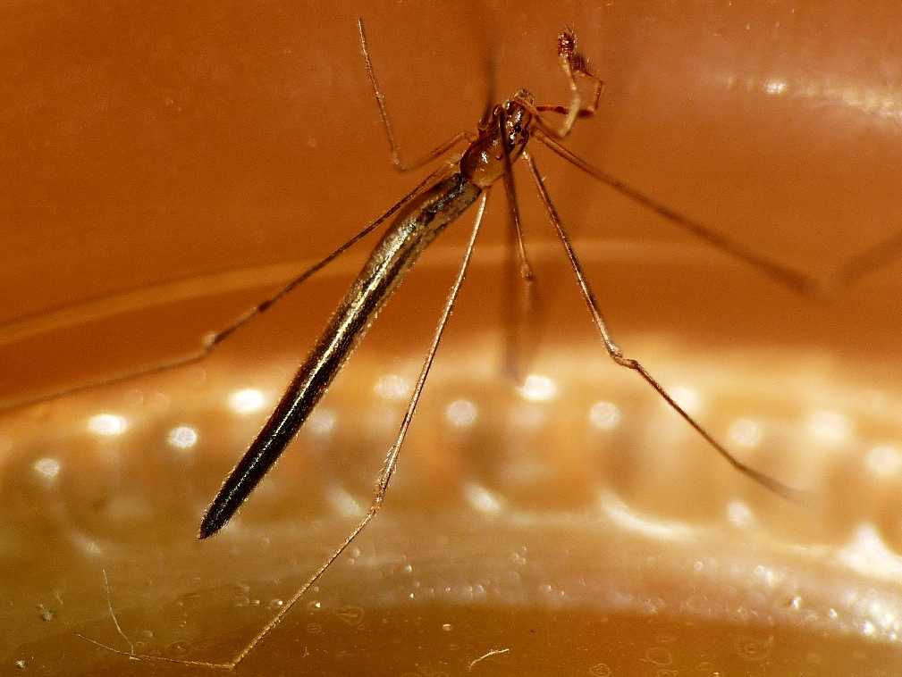 Maschio di Rhomphaea sp. - S. Teresa G. (OT)